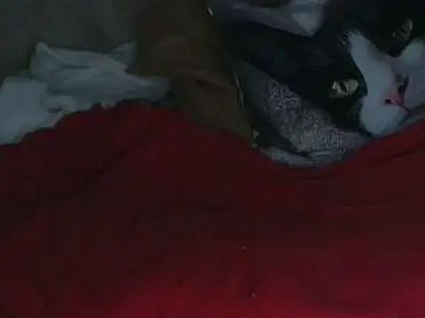 VeneRed online show from 10/12/25, 07:57