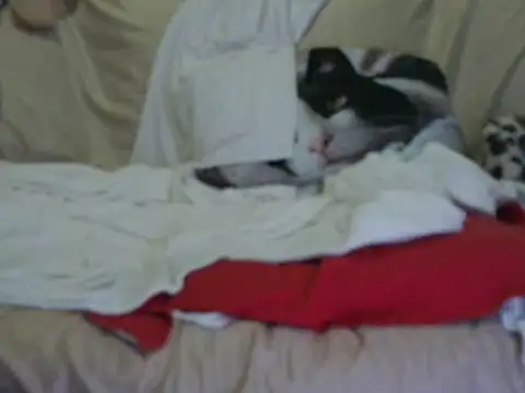 VeneRed online show from 10/17/25, 03:58