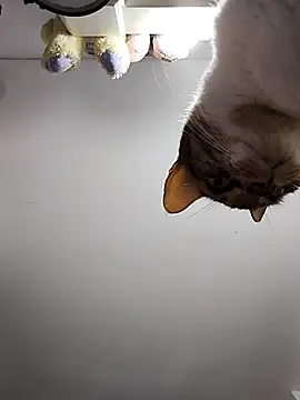 DannaDooll99 online show from 03/06/25, 10:52