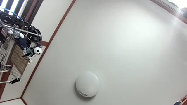 tuki fu online show from 12/08/24, 03:10