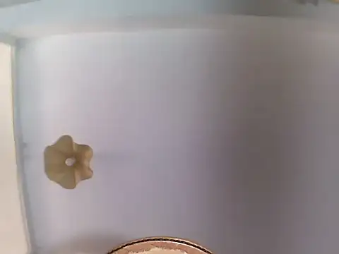 culalimer online show from 06/23/26, 10:46