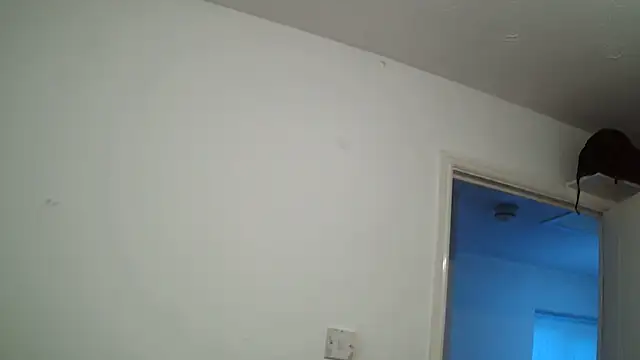 Snapshot of rampartzz chatting on 03/06/25, 05:54 rampartzz online show from 03/06/25, 05:54