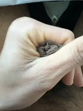 raju120011 online show from 02/26/25, 04:35