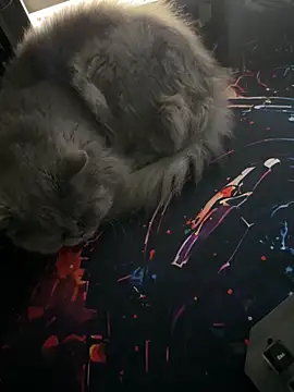 Leo-Cock online show from 03/26/26, 09:59