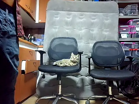 Snapshot of GaseMabe chatting on 12/02/24, 12:19 GaseMabe online show from 12/02/24, 12:19