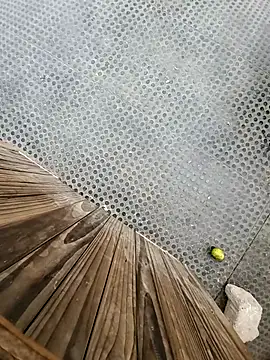 Snapshot of tesaodaweb chatting on 12/15/25, 03:16 tesaodaweb online show from 12/15/25, 03:16