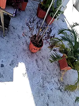 dreamers dick online show from 01/03/25, 06:44