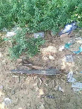 teluguu-rajj online show from 10/21/25, 06:47