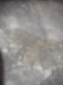 Snapshot of Feeroo11 chatting on 04/16/26, 04:41 Feeroo11 online show from 04/16/26, 04:41