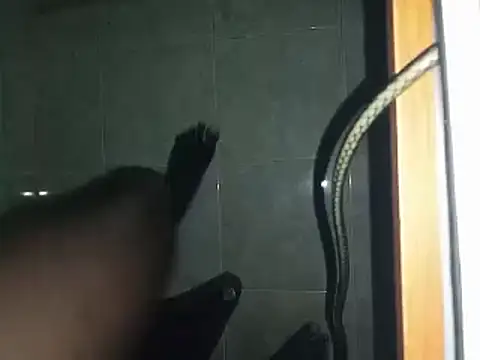 world bigdick1 online show from 03/02/25, 06:48