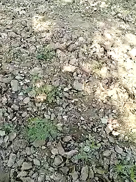 xmanrawan2 online show from 01/31/25, 07:07