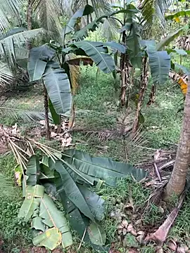 TeenLk online show from 12/05/25, 04:54