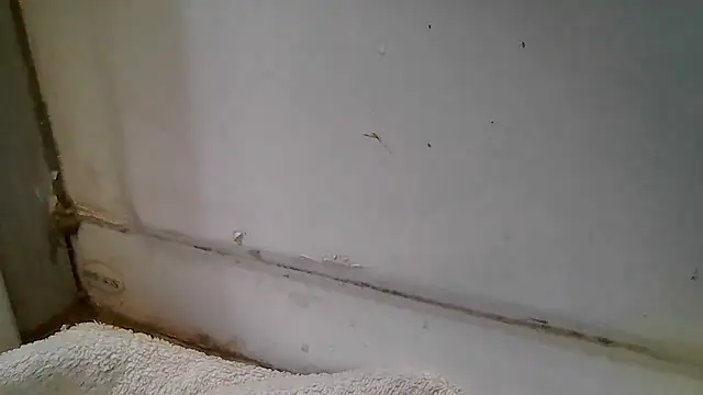 ShysluutGia online show from 12/15/25, 11:47