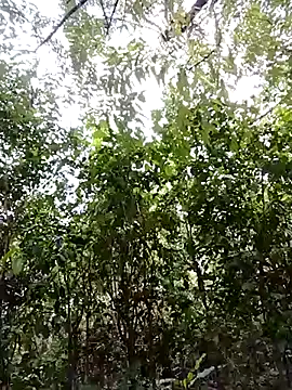 Pussy-Hairy-Horny online show from 02/23/25, 09:59