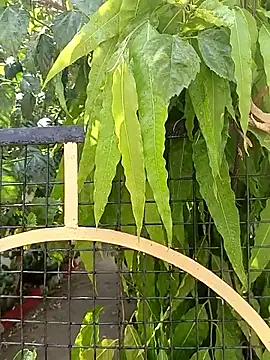 bairobunde online show from 04/17/26, 08:17