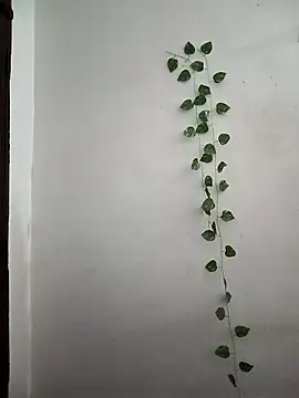 Neha-Bhabhi-Rasily online show from 03/24/26, 03:55