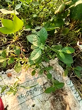 Snapshot of himvilohi08 chatting on 10/21/25, 10:49 himvilohi08 online show from 10/21/25, 10:49