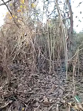 Prince-sexy online show from 12/21/25, 02:13