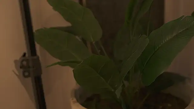 Ariaa Isabell online show from 09/12/25, 06:30