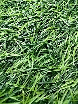 BlackhorseBBC online show from 04/23/26, 10:25