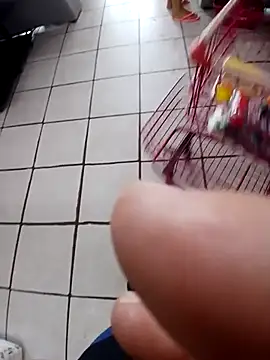 Snapshot of cicinha3657 chatting on 02/20/26, 06:30 cicinha3657 online show from 02/20/26, 06:30