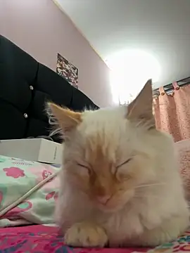 Snapshot of saranghae_ chatting on 11/11/25, 03:50 saranghae online show from 11/11/25, 03:50