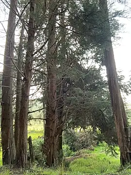 Ninabigtitied online show from 03/14/26, 12:32