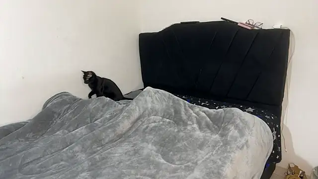 Conor Taylor online show from 09/09/25, 03:22