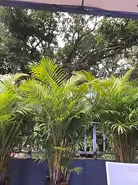 Snapshot of AmberAngelXXX chatting on 11/24/25, 10:31 AmberAngelXXX online show from 11/24/25, 10:31