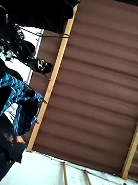 damian bull online show from 11/24/25, 09:14