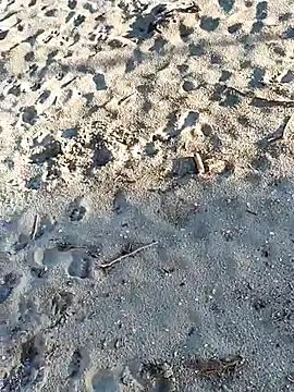 pegaso369 online show from 11/03/25, 02:51