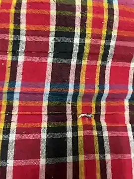 Snapshot of hamstar09 chatting on 10/17/25, 05:48 hamstar09 online show from 10/17/25, 05:48