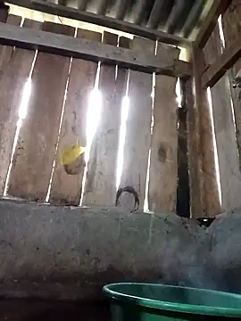 Ngocmi909 online show from 11/16/25, 12:16