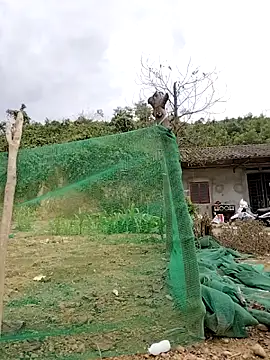 Tin tanny online show from 02/12/26, 07:25