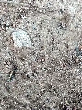 Suman ji1 online show from 10/11/25, 08:24