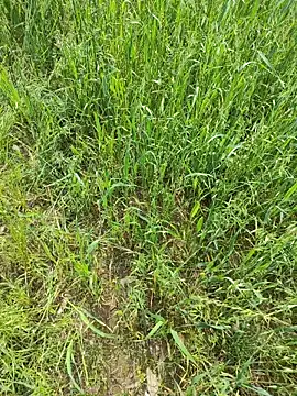 karandeep Bhagat online show from 04/19/26, 05:07