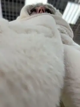 RonnieKiss online show from 04/11/26, 09:02