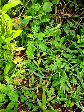 Snapshot of telugumodda4396 chatting on 09/21/25, 07:10 telugumodda4396 online show from 09/21/25, 07:10