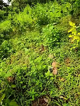 Snapshot of telugumodda4396 chatting on 09/23/25, 08:06 telugumodda4396 online show from 09/23/25, 08:06