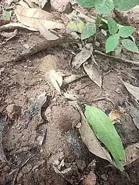 Snapshot of telugumodda4396 chatting on 10/14/25, 05:30 telugumodda4396 online show from 10/14/25, 05:30