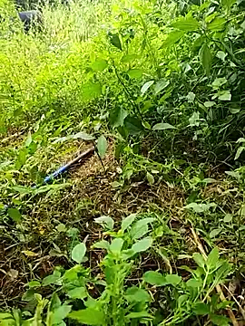 Snapshot of telugumodda4396 chatting on 10/19/25, 06:14 telugumodda4396 online show from 10/19/25, 06:14