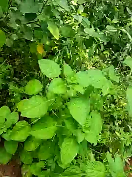 Snapshot of telugumodda4396 chatting on 10/25/25, 05:48 telugumodda4396 online show from 10/25/25, 05:48