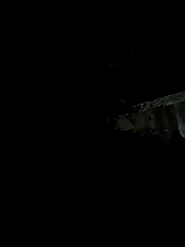 bree-zz online show from 01/11/26, 10:37