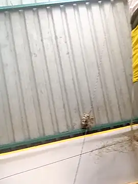 harinisree online show from 10/31/25, 05:30