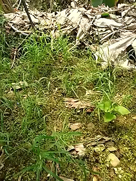 Sikici0734 online show from 05/26/26, 07:37