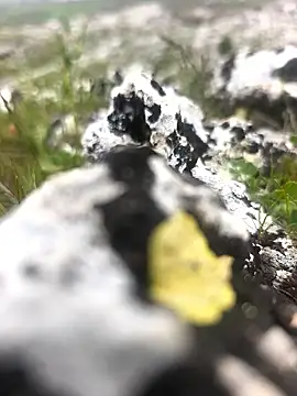 Sert erkek21 ysm online show from 04/09/26, 01:27