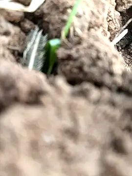 Snapshot of DirtybhabhiGoal chatting on 11/22/25, 06:56 DirtybhabhiGoal online show from 11/22/25, 06:56