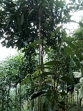 nat-tri online show from 01/14/26, 01:33