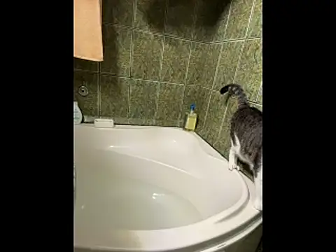 COBRAboySEXxh online show from 02/08/26, 08:51