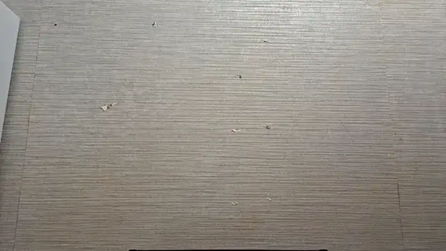 AstraVale online show from 11/03/25, 08:26